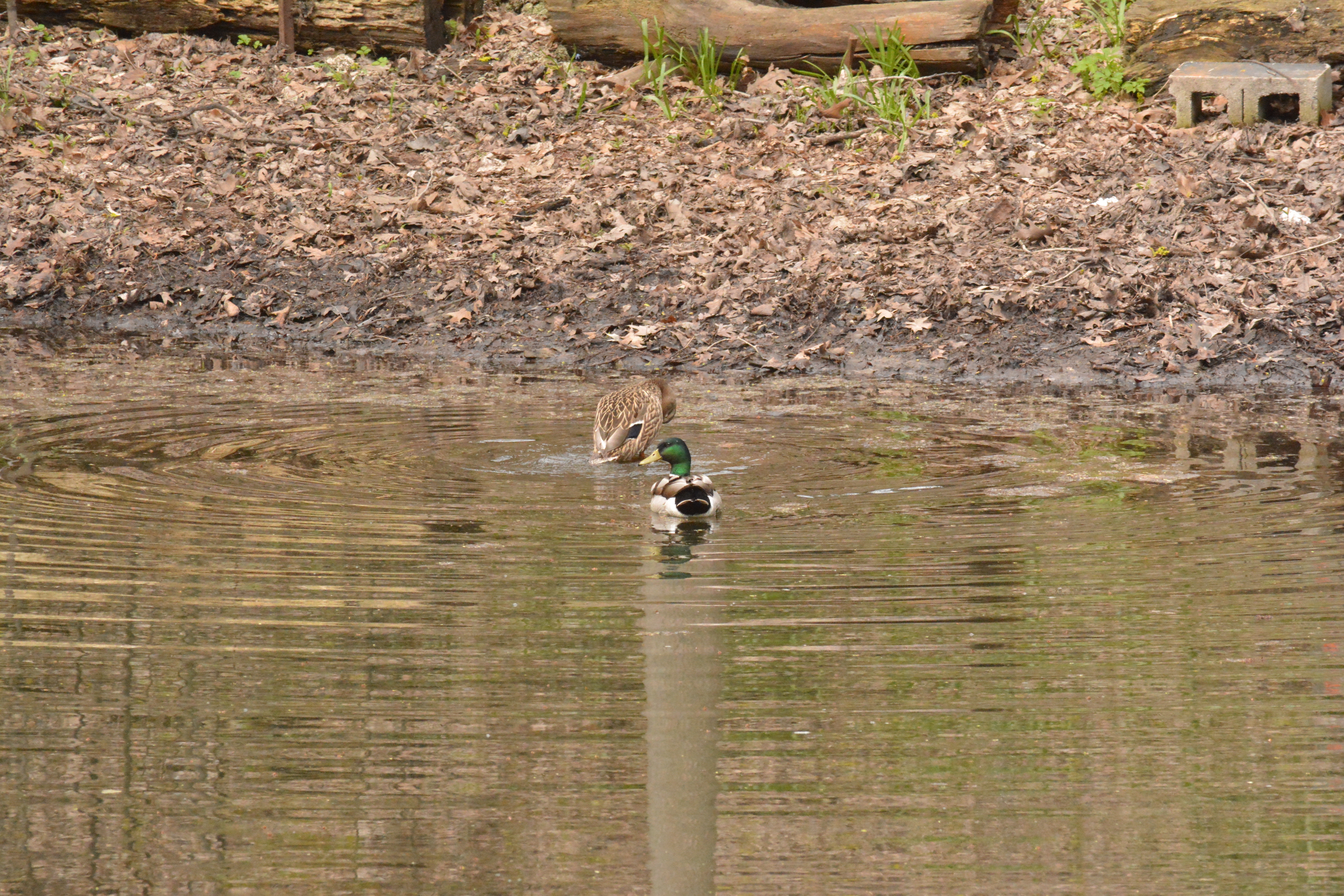 mallard