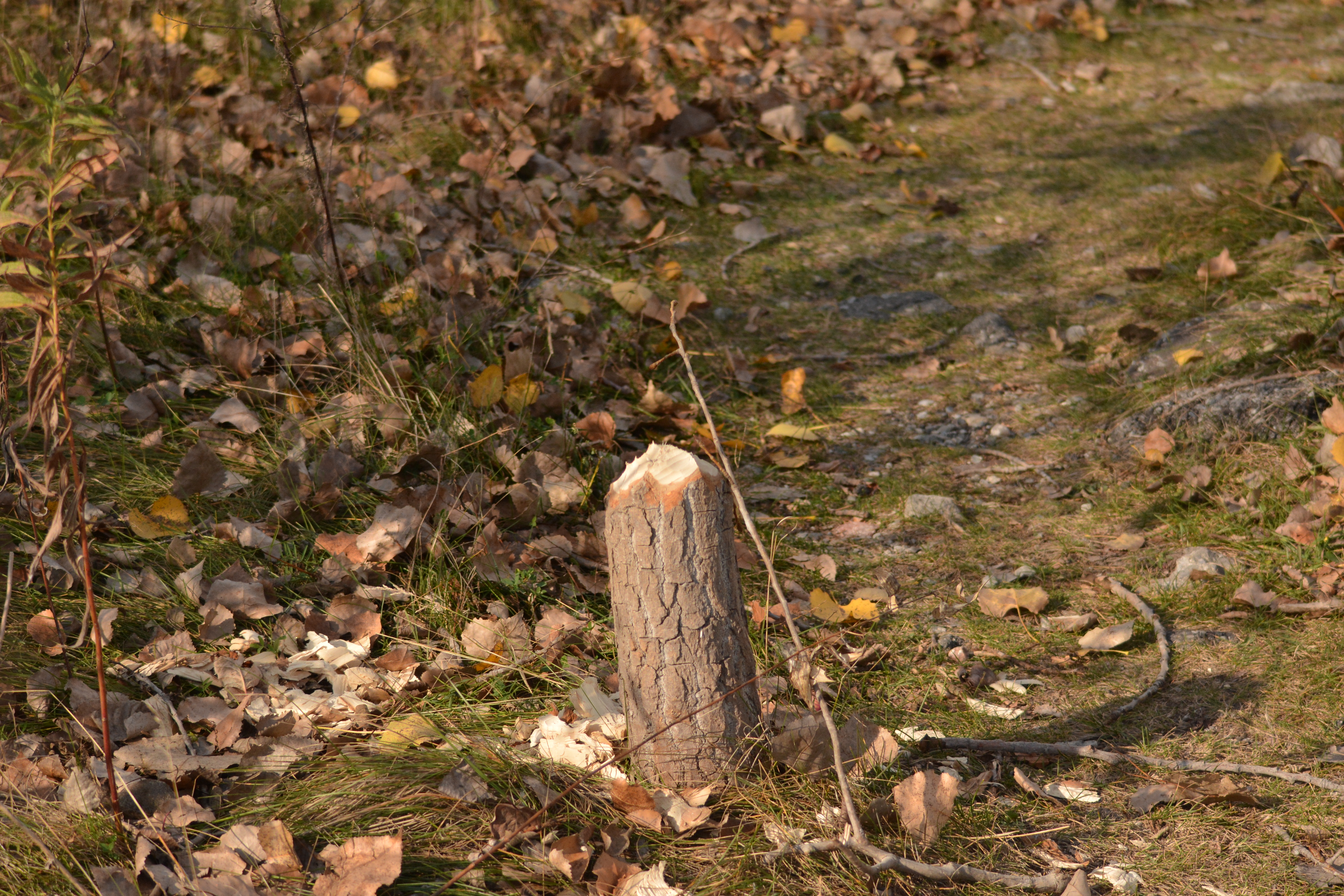 beaver stick