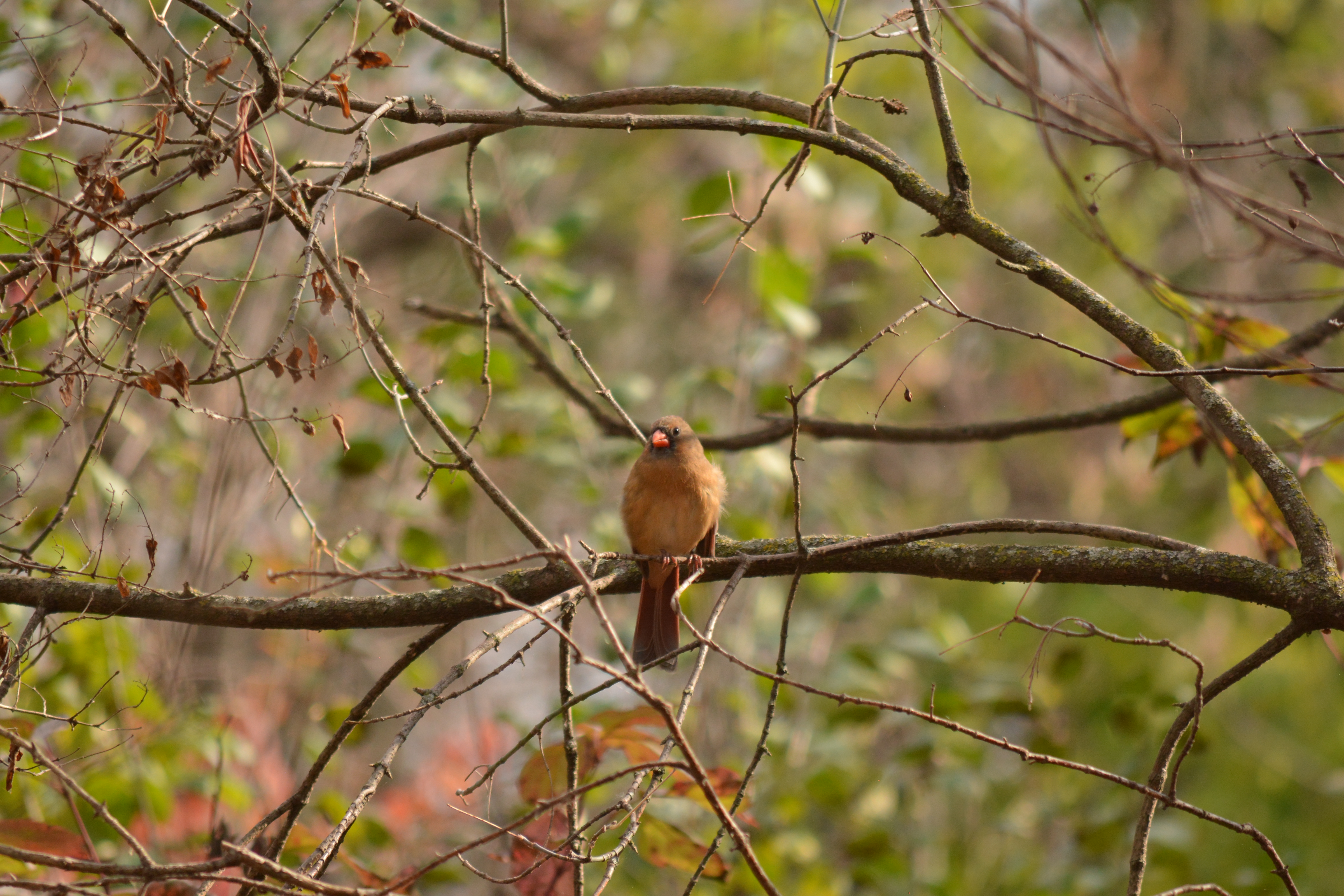 cardinal