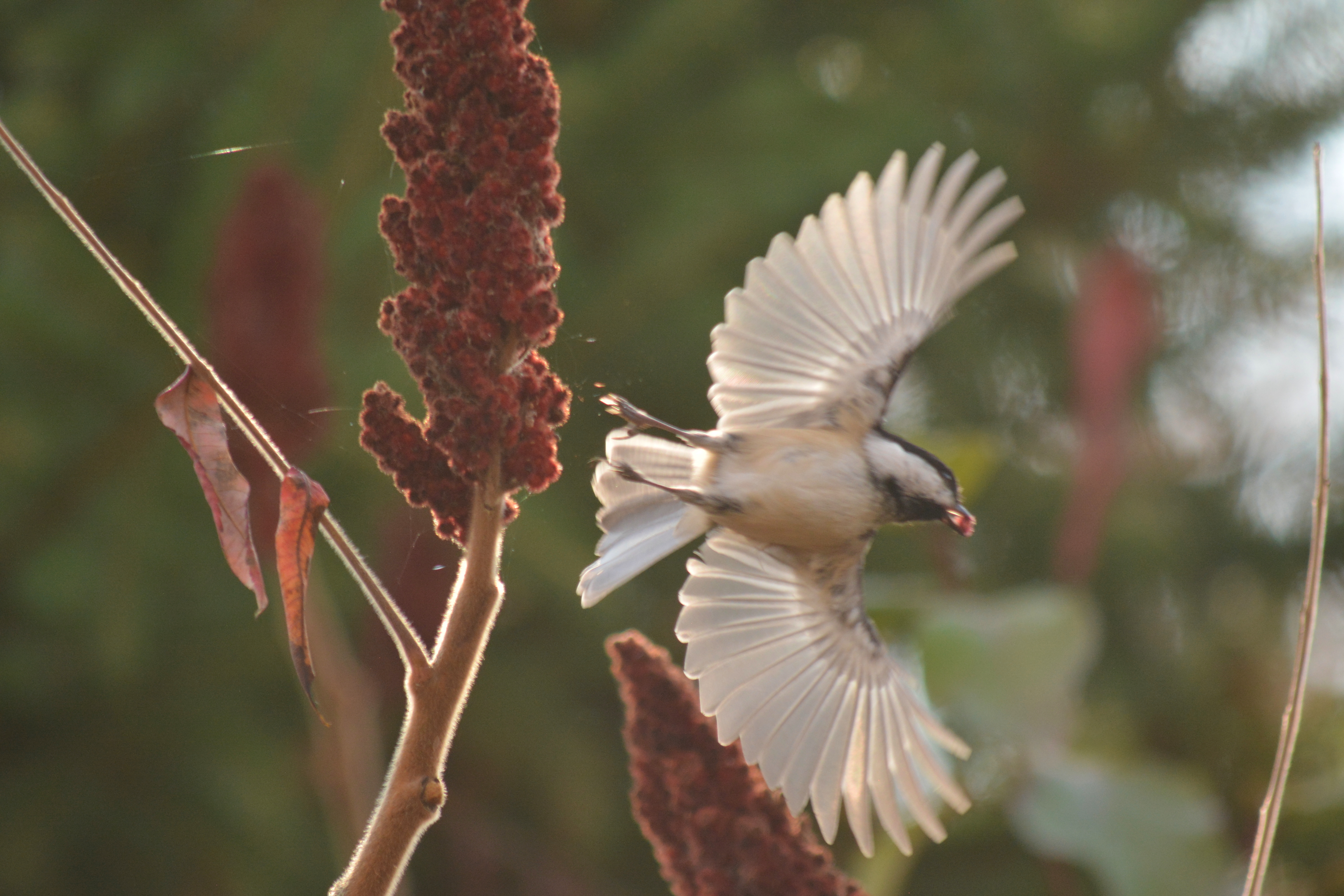 Chickadee