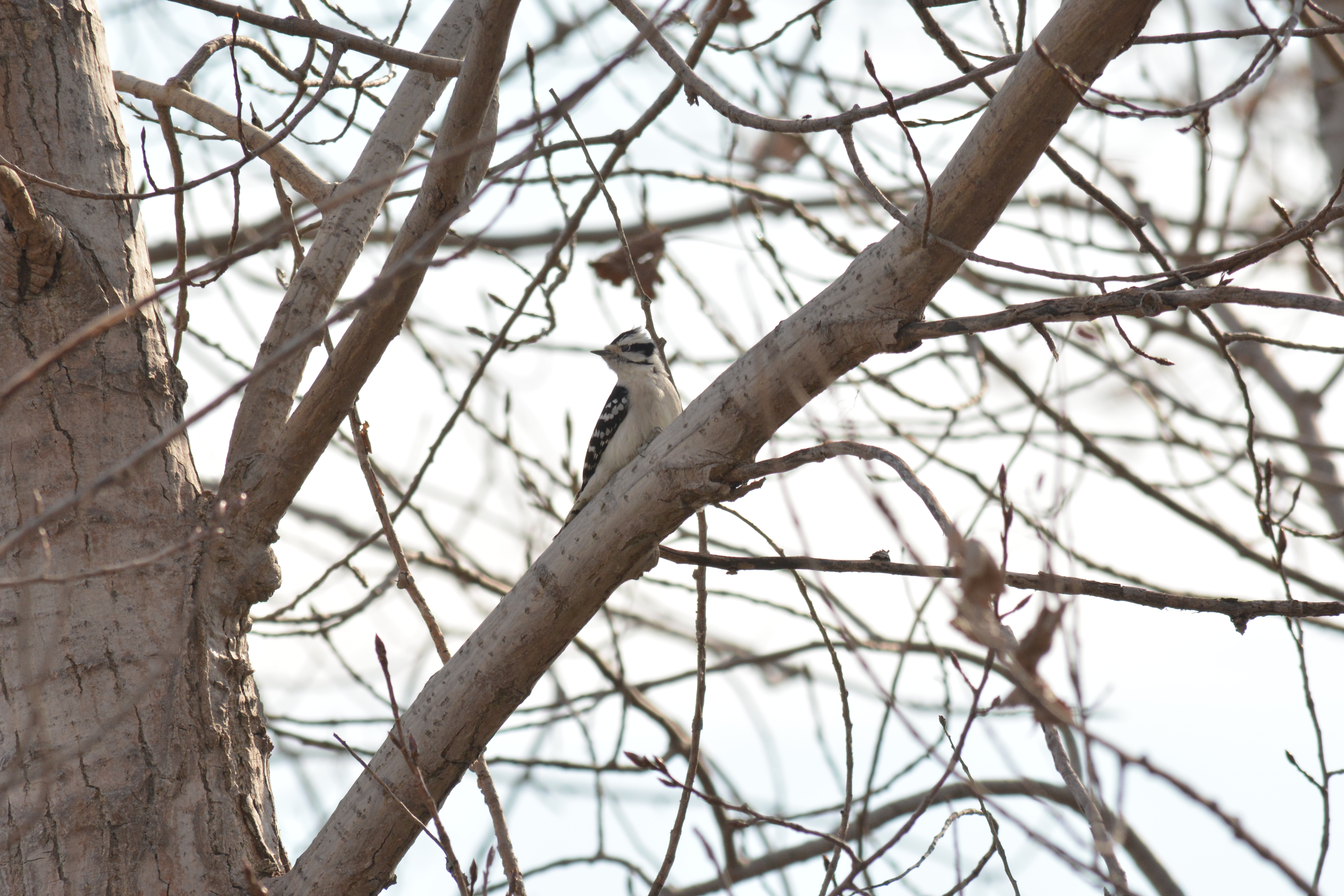 downy woodpecker