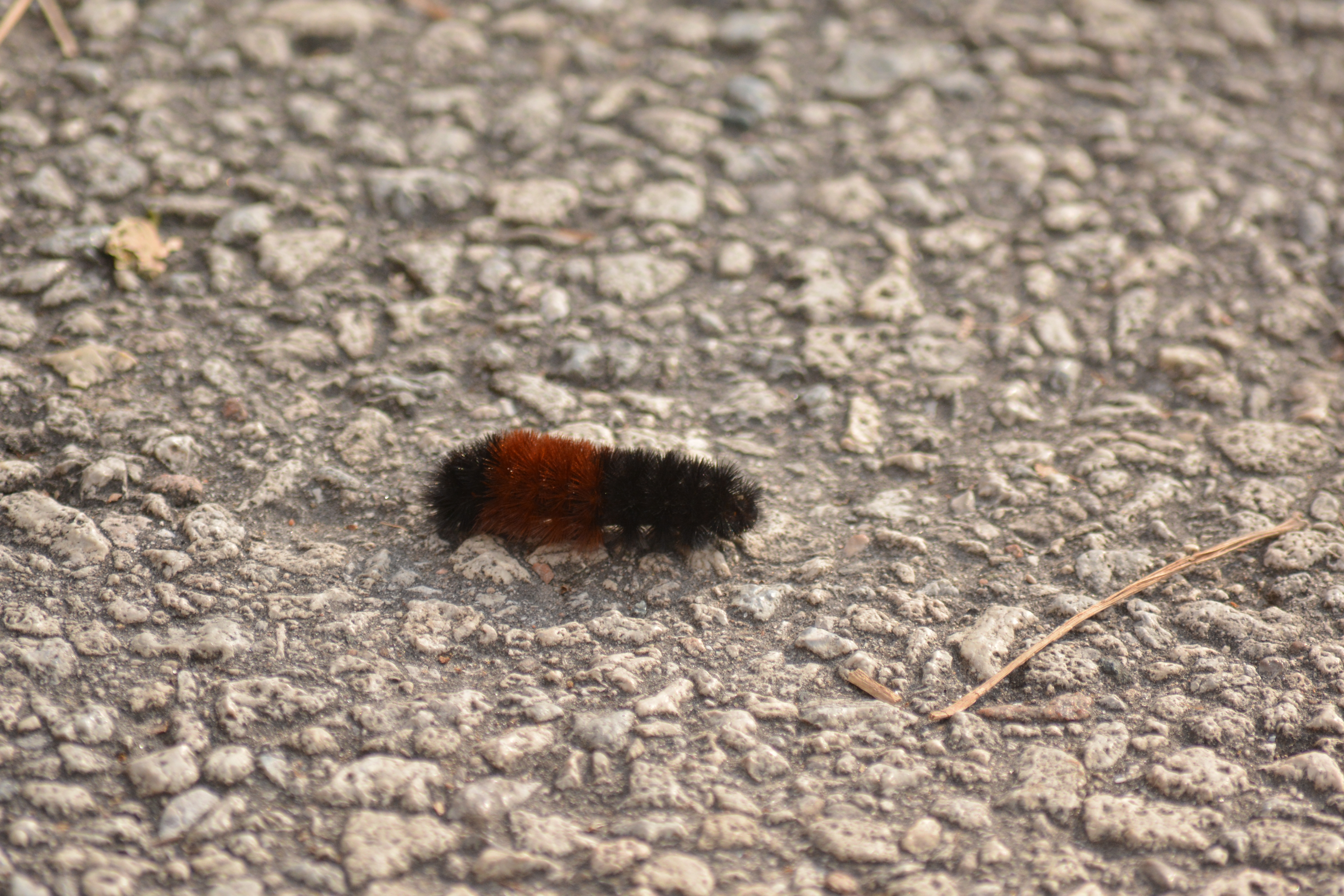 isabella tiger moth