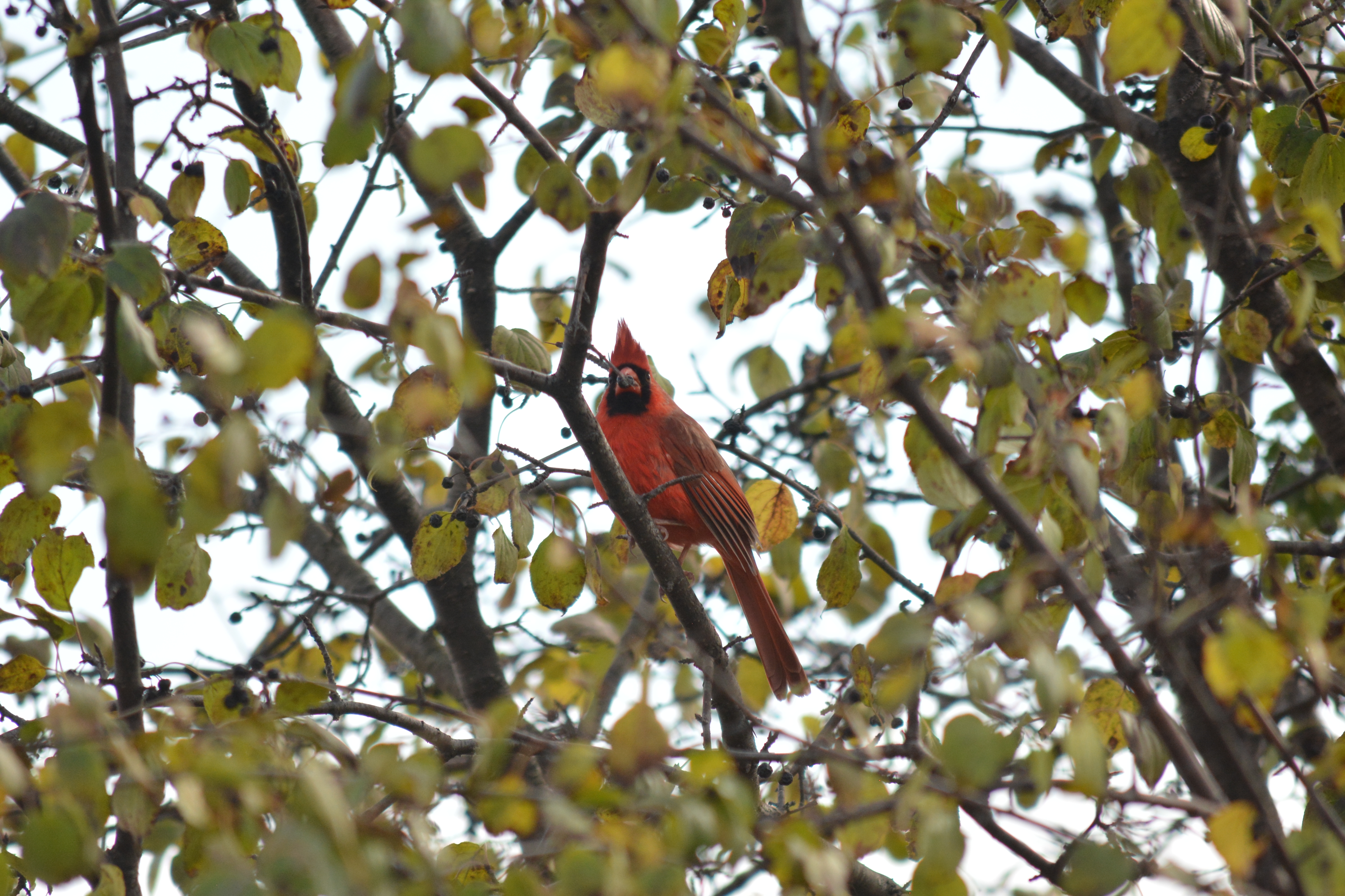 Male Cardinal.