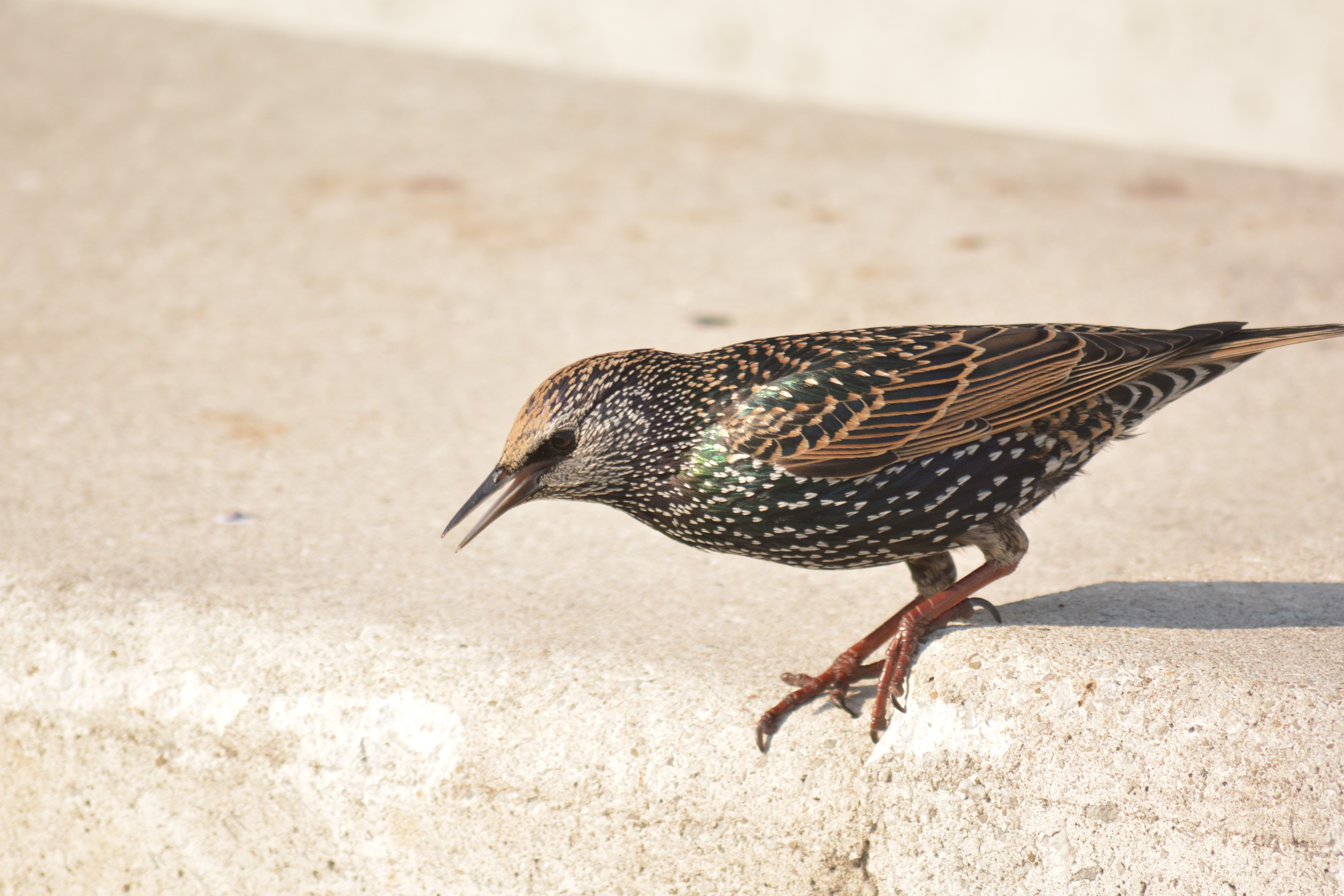 starling