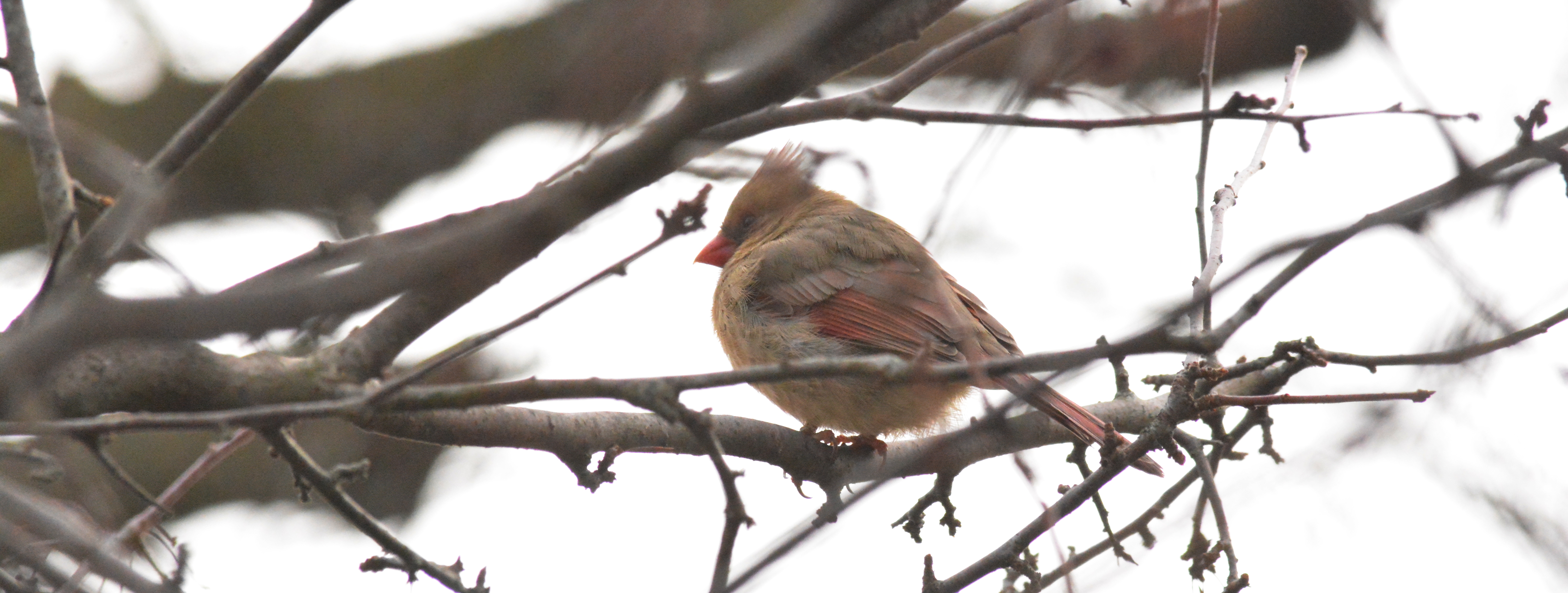 Female Cardinal