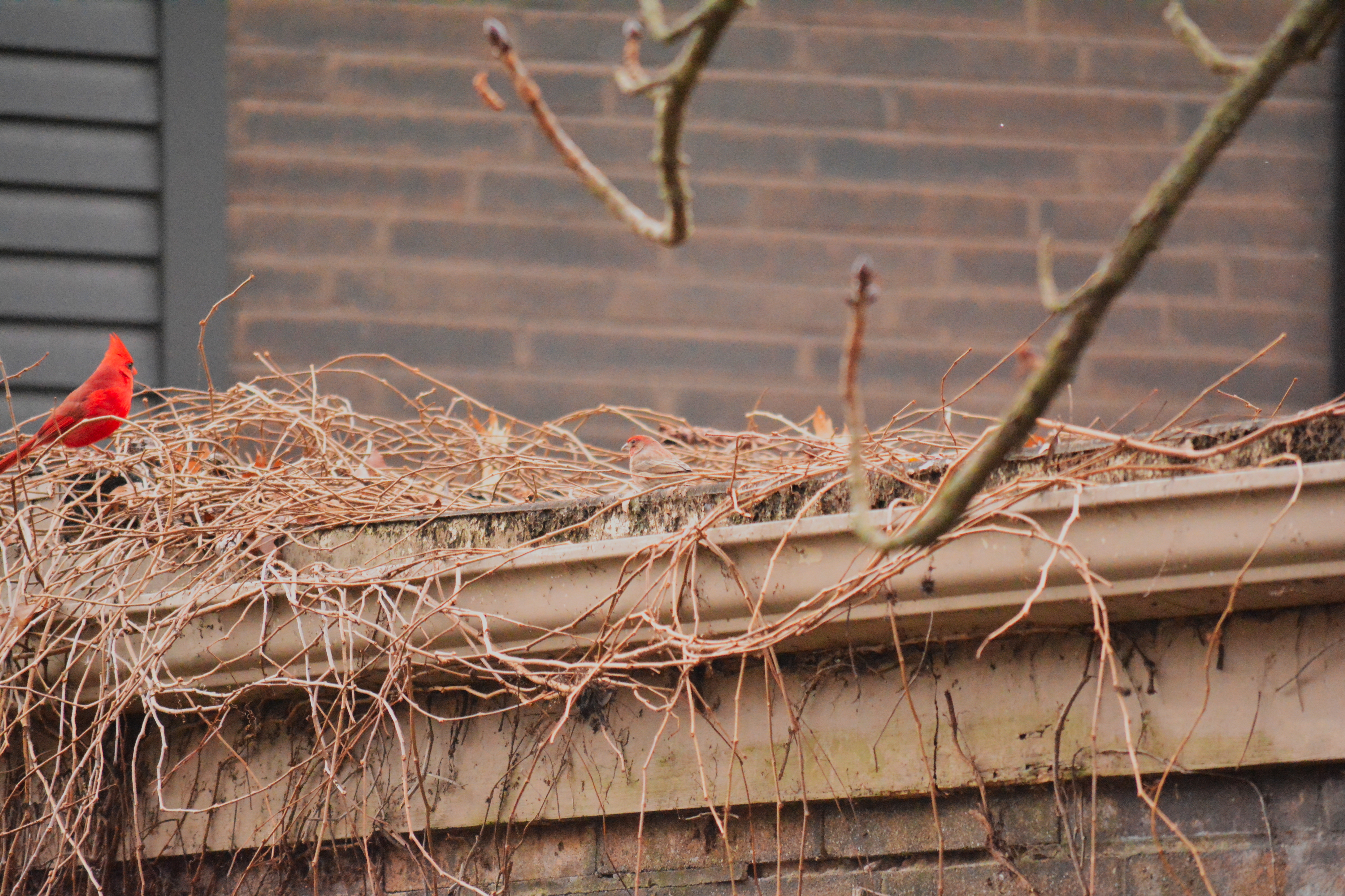 Cardinal and House Finch