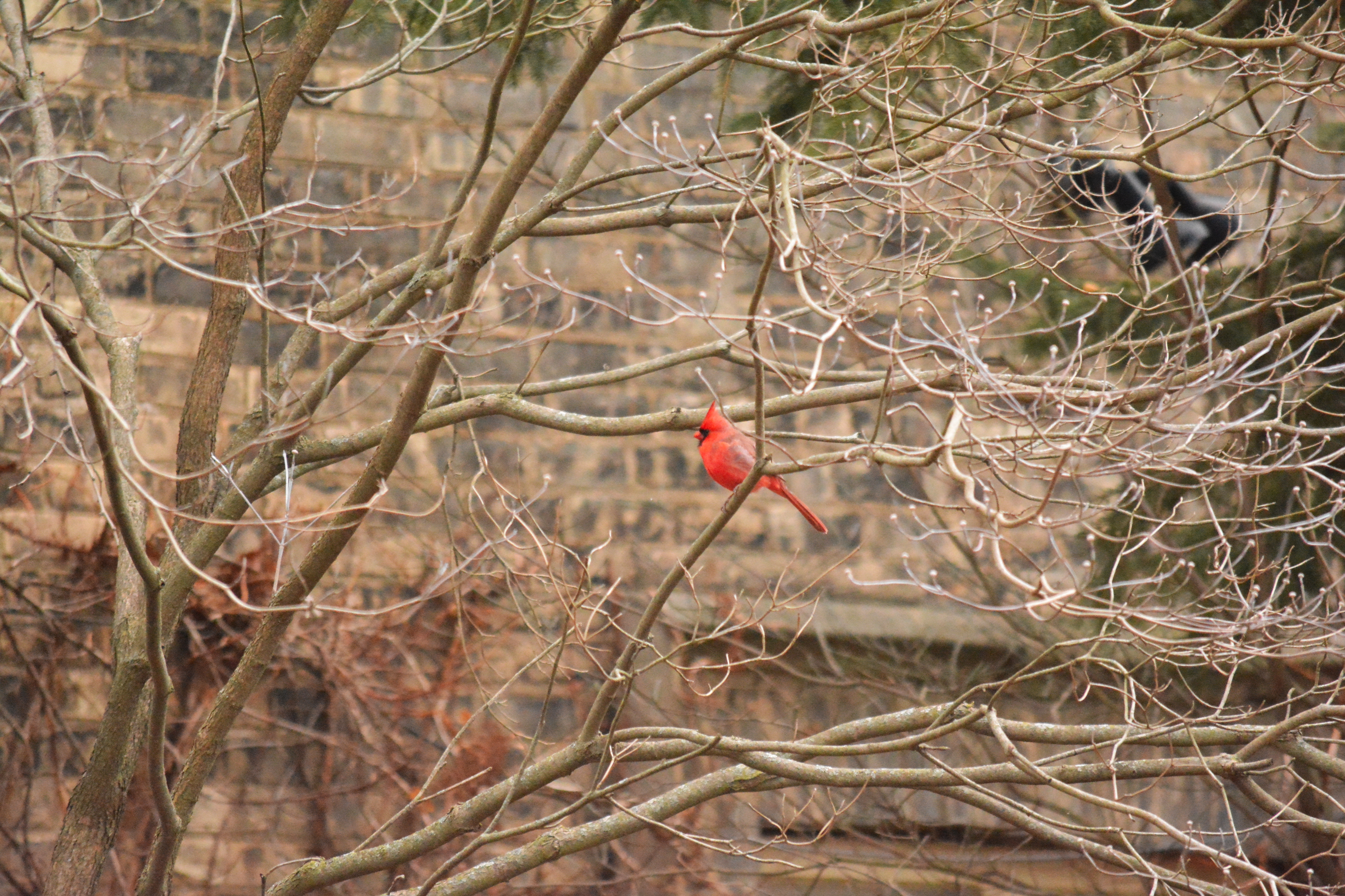 Cardinal Male