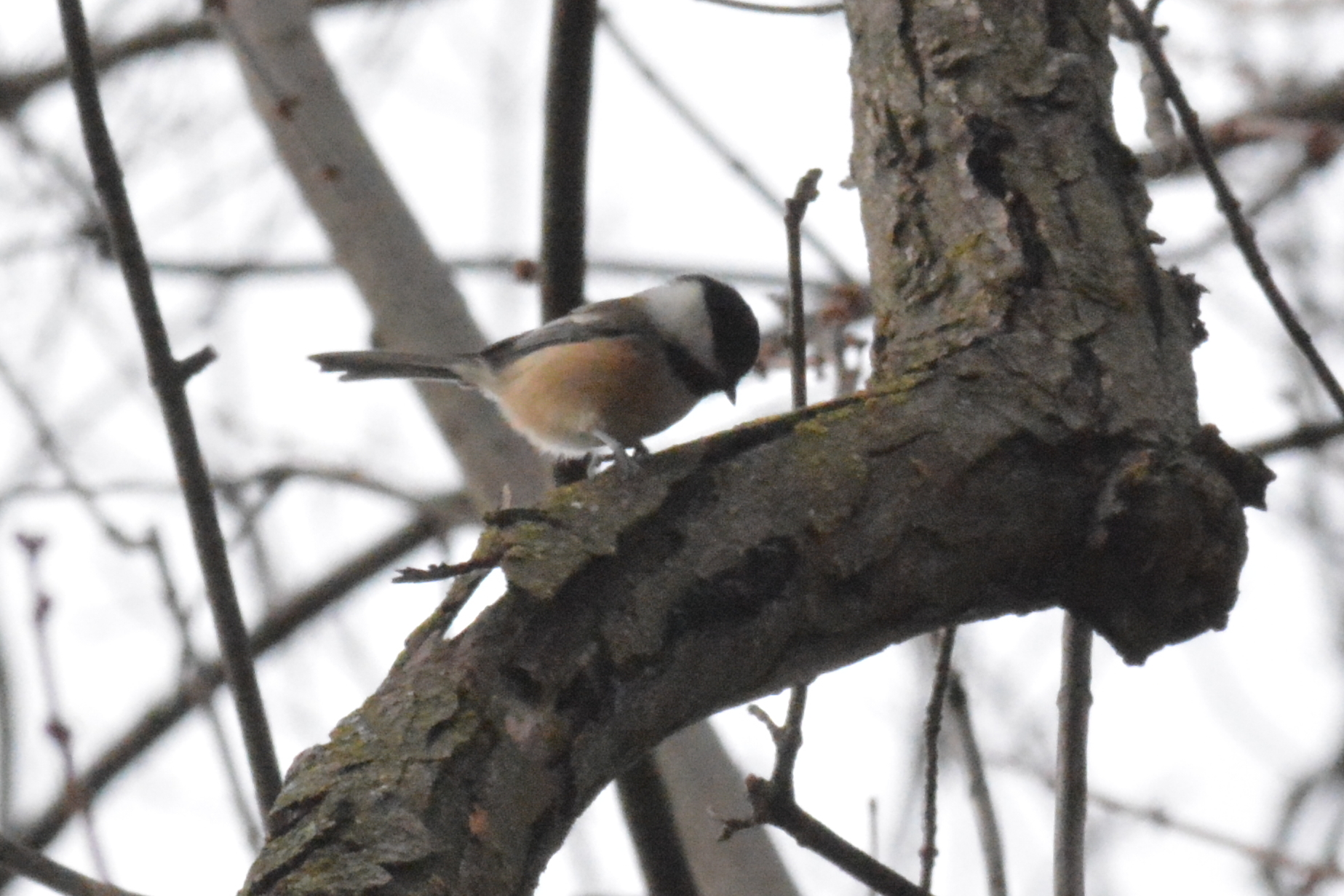 Chickadee