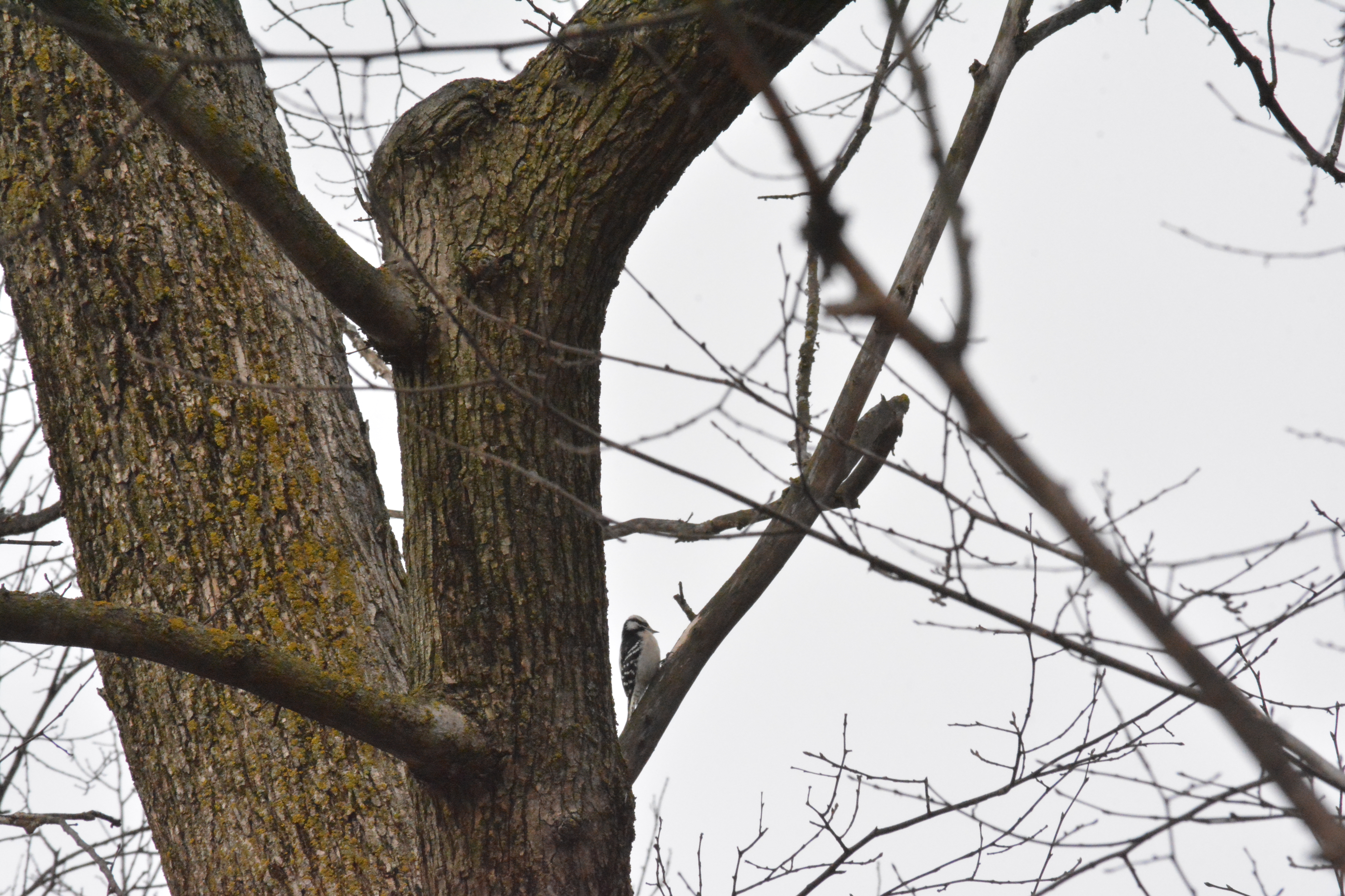 Down Woodpecker