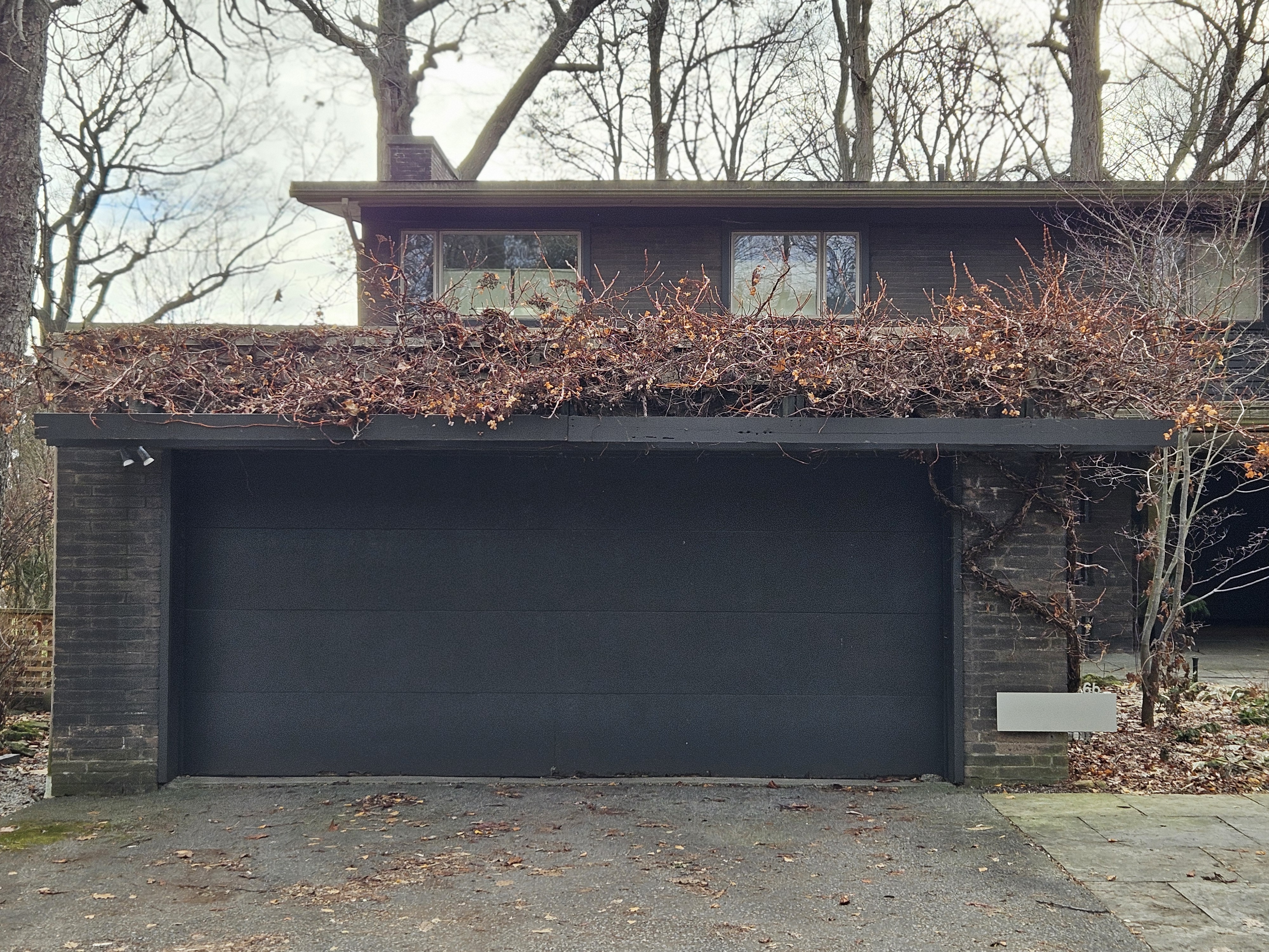 Vines covering a garage