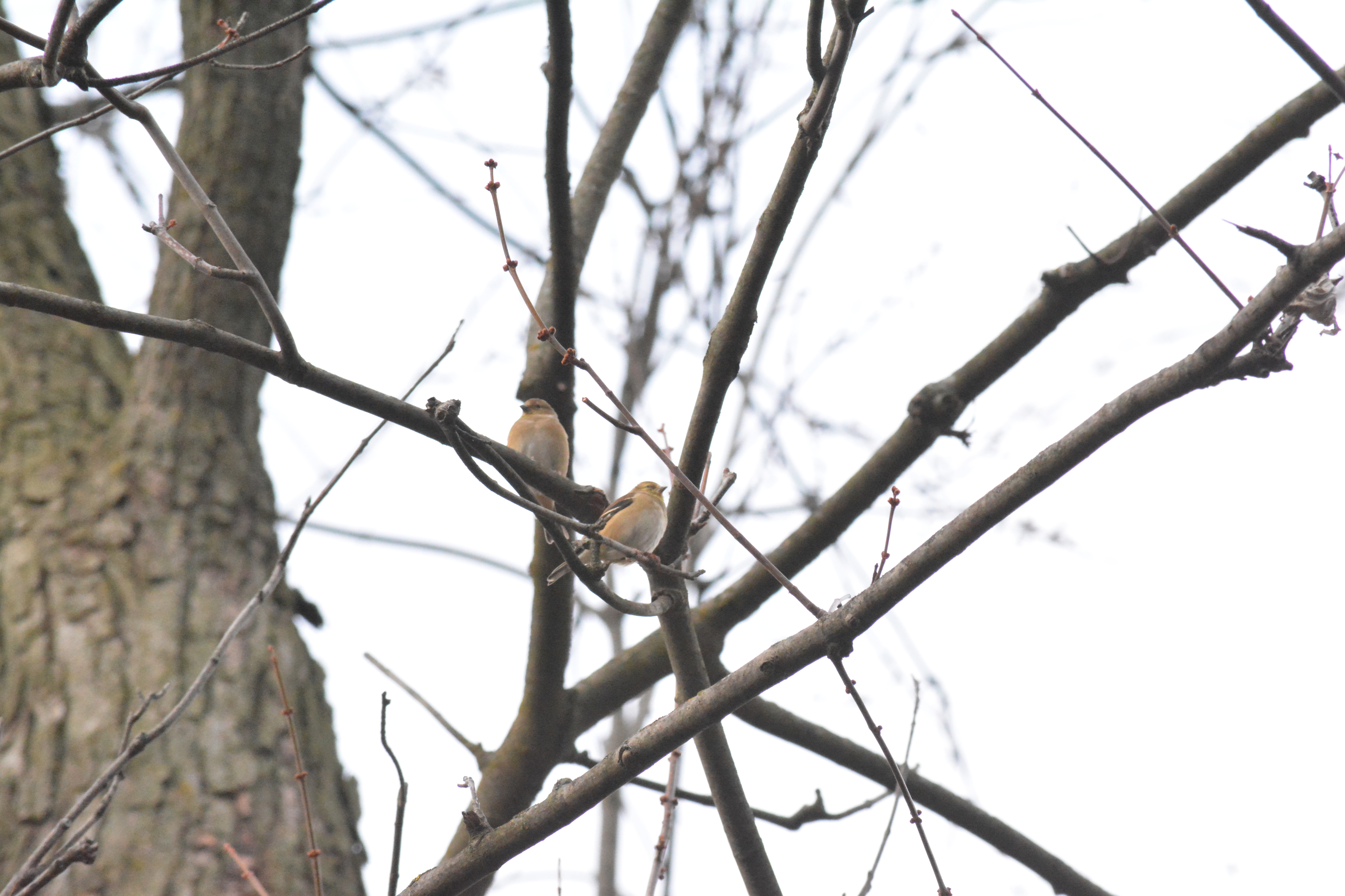 Goldfinches