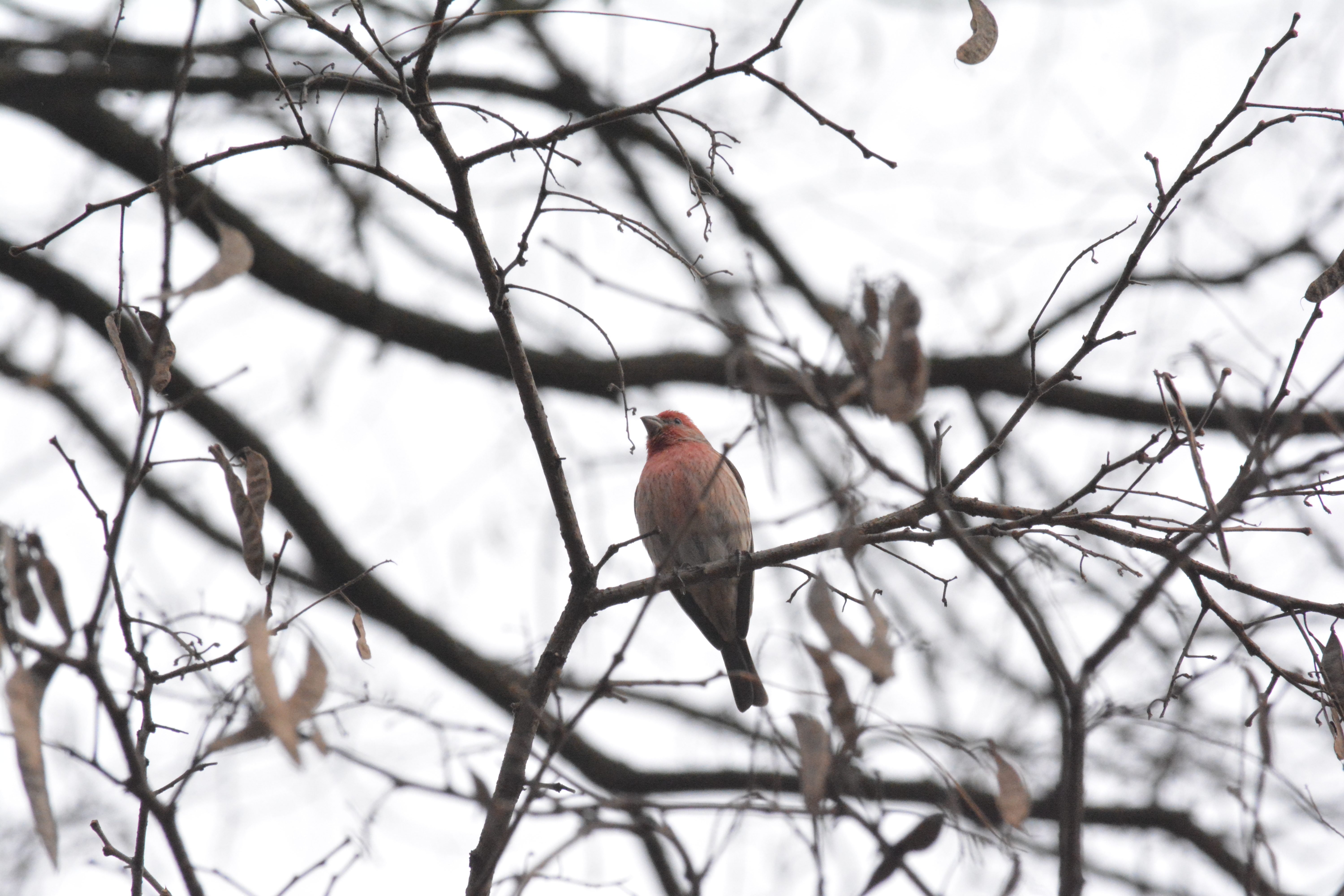 House finch