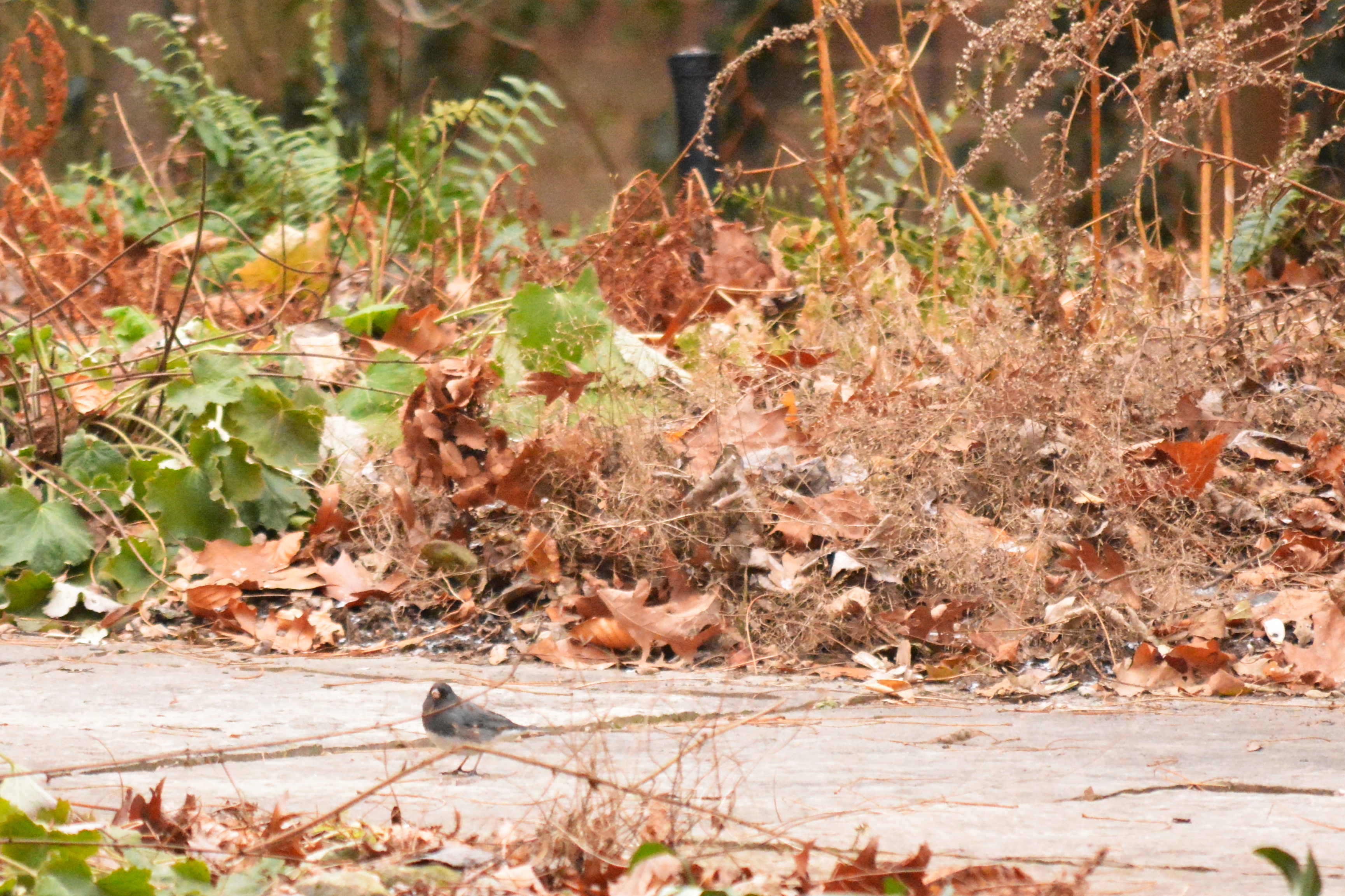 Junco