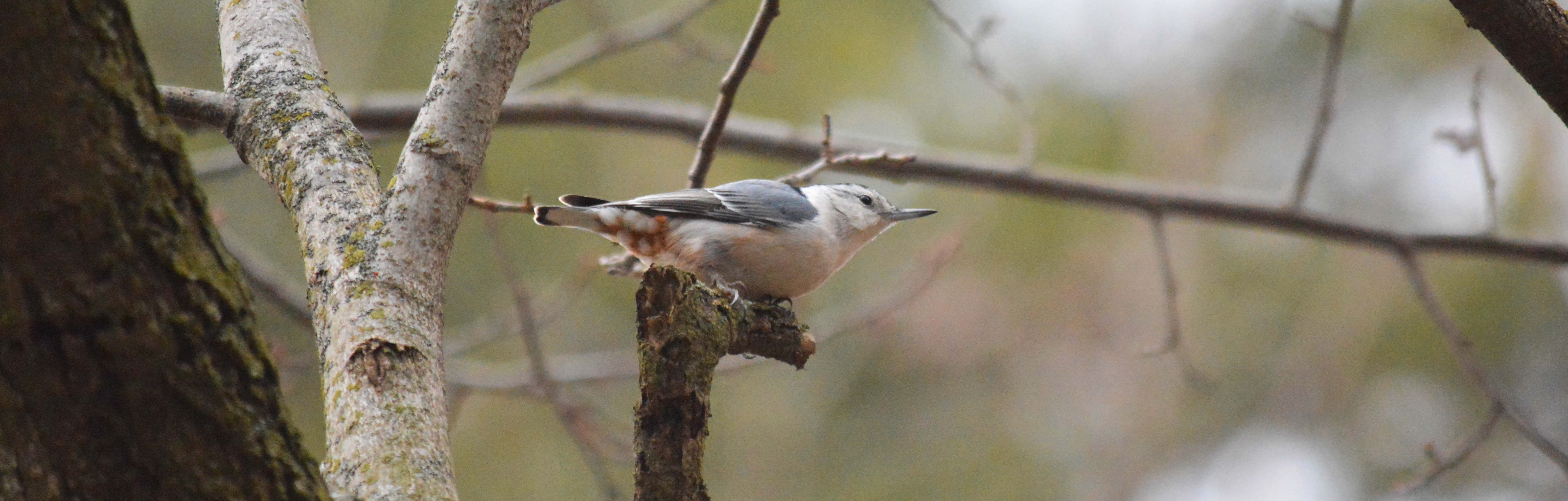 Nuthatch