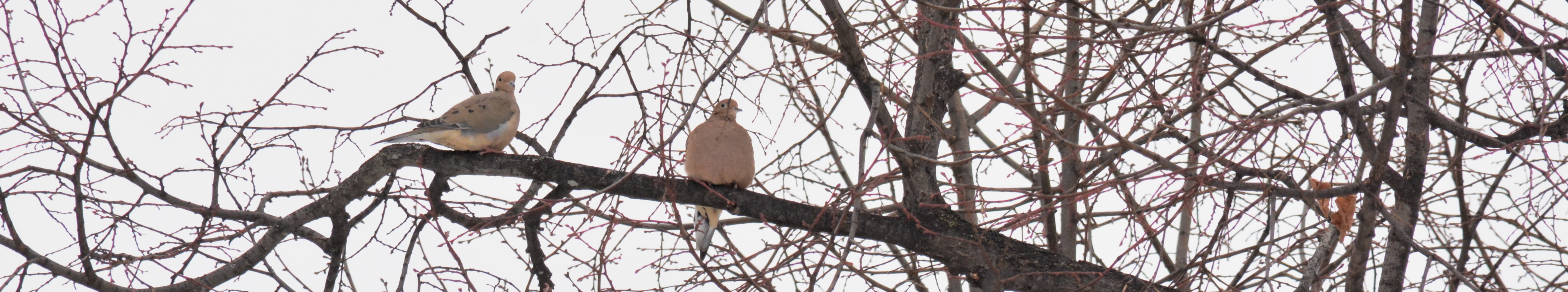 Doves