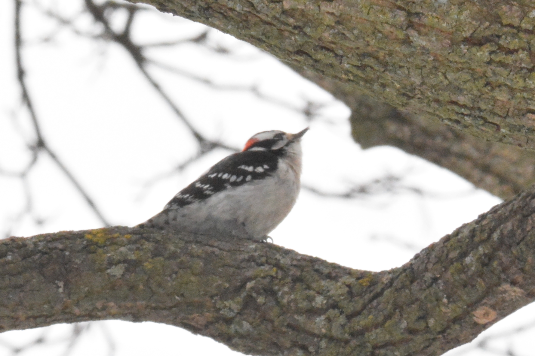 Downy Woodpecker