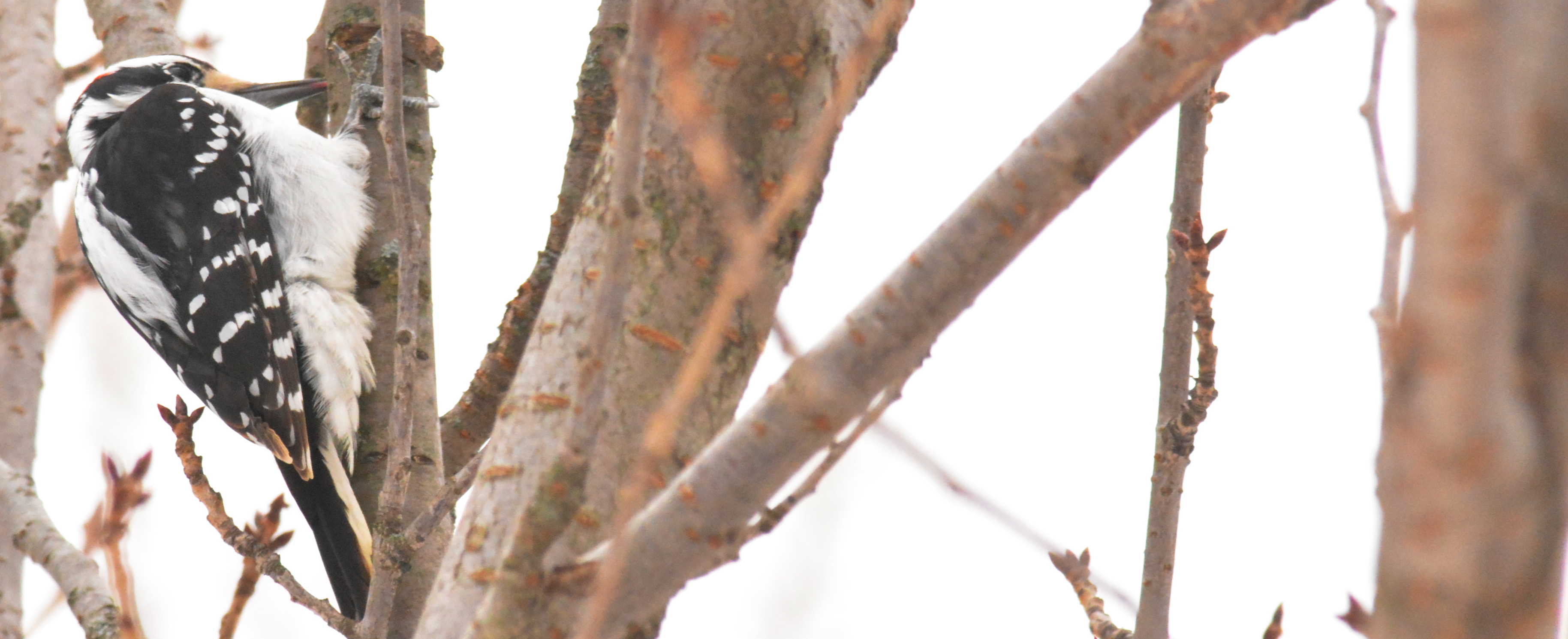 hairy woodpecker