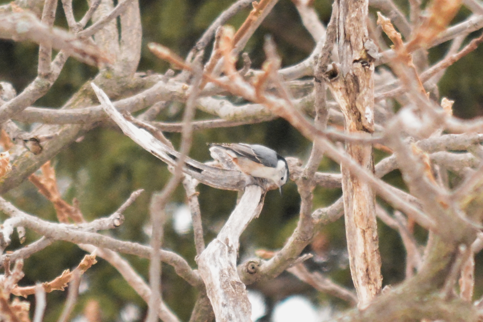 nuthatch