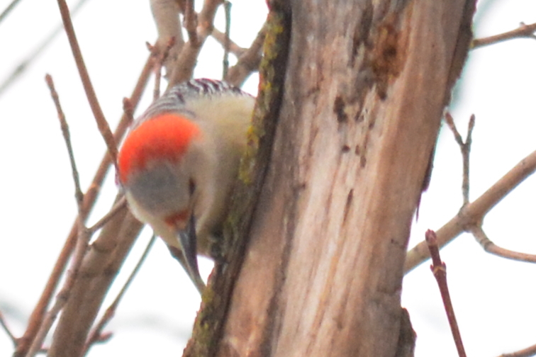 red-bellied woodpecker