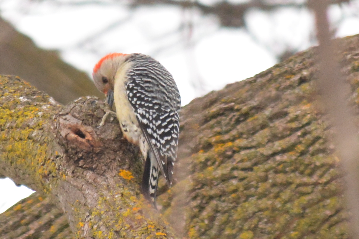 red-bellied woodpecker