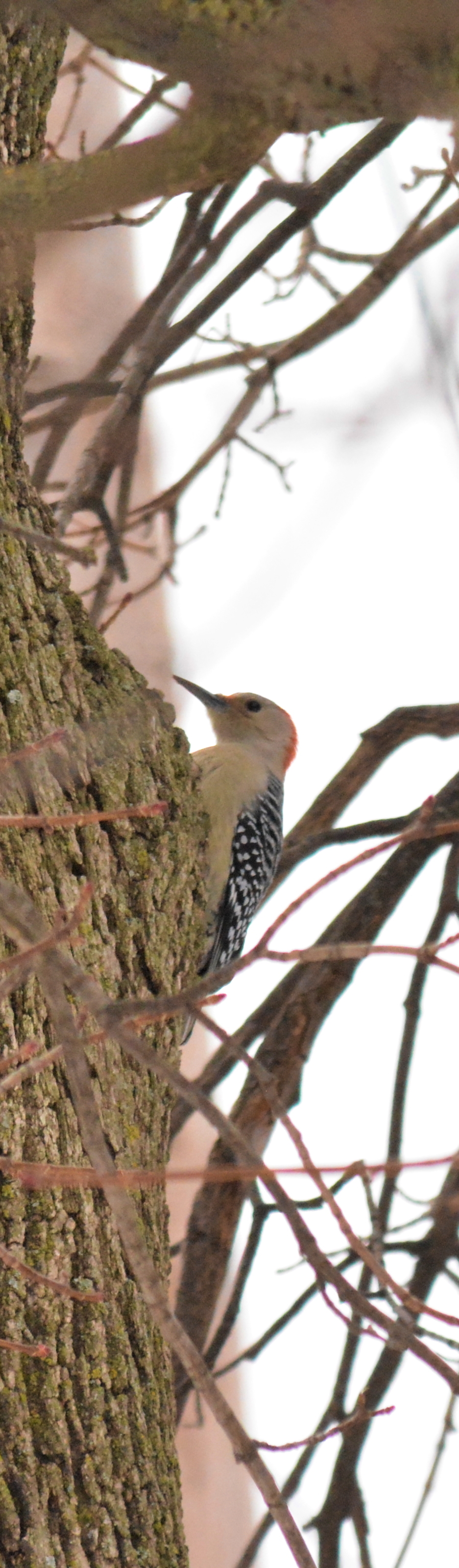 red-bellied woodpecker