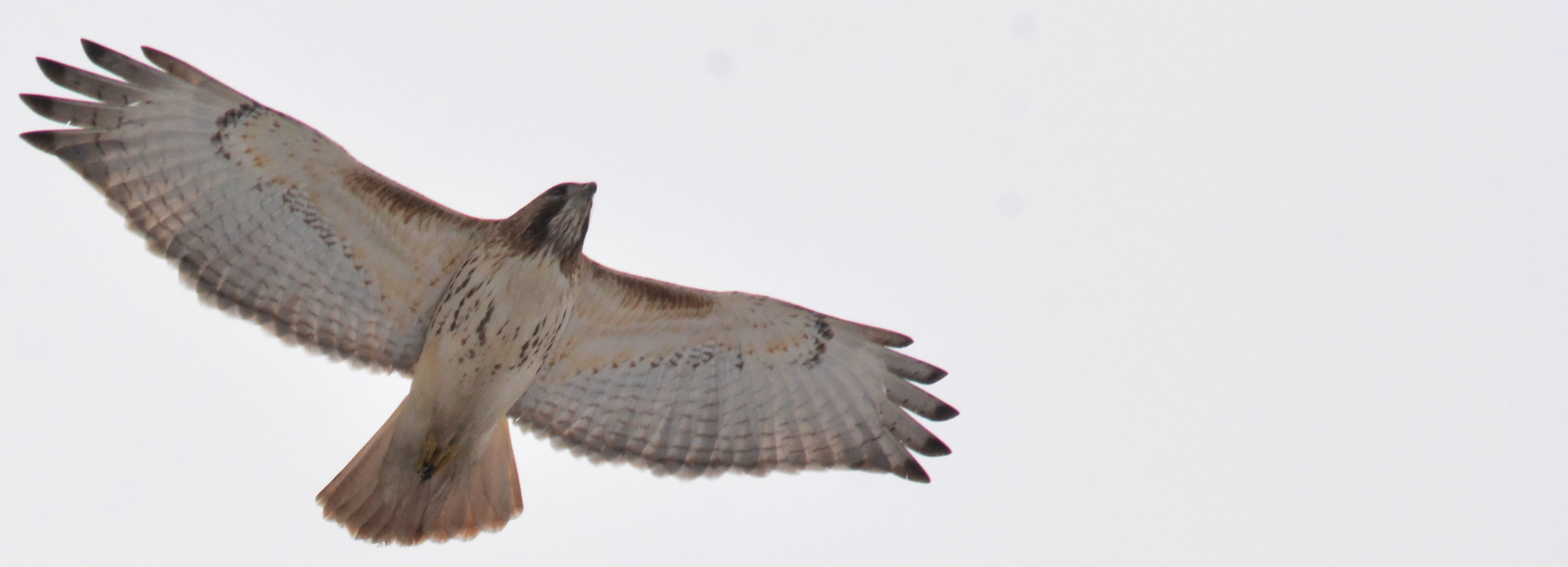 red-tailed hawk