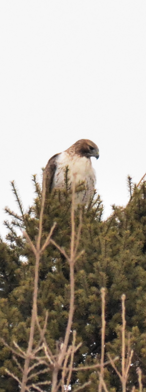 red-tailed hawk