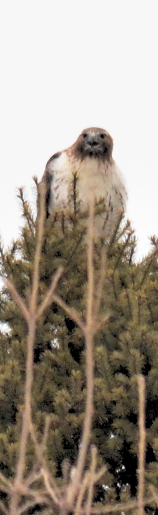 red-tailed hawk