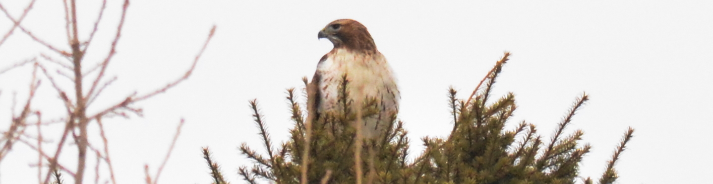 red-tailed hawk